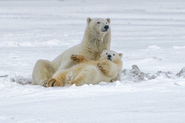 Où trouver les meilleures expéditions pour observer les ours polaires en Arctique?