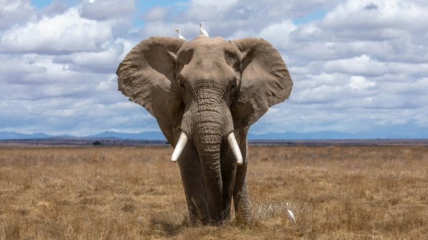 Comment participer à une expédition de conservation des éléphants au Sri Lanka ?